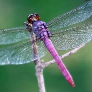 Meet your Posher, Jeni